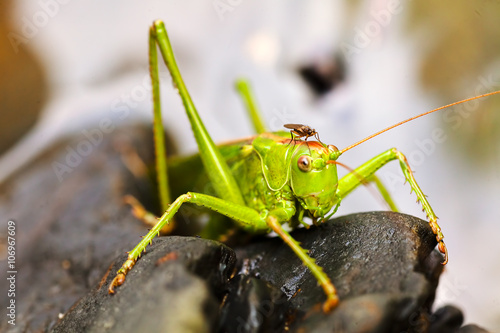 Green grasshopper on black pebbles