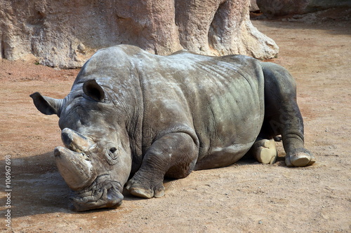 un grosso rinoceronte si riposa sdraiato per terra