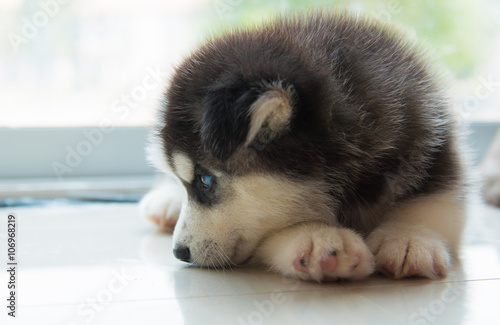 Siberian puppy