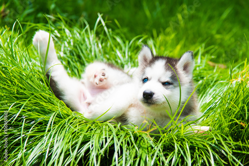 Puppy siberian husky
