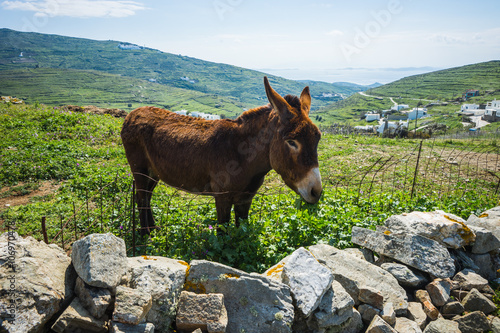 Donkey near pigeon house on  island of Tinos in Greece photo