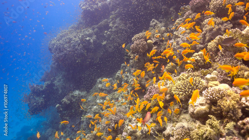 Tropical Fish on Vibrant Coral Reef