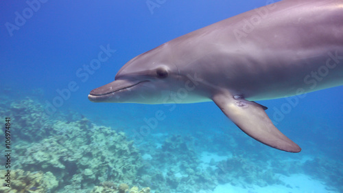 Dolphins Swims Near Divers