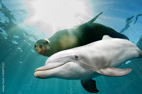 dolphin and sea lion underwater