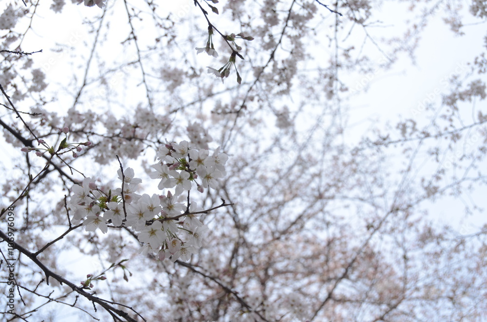 花見　桜