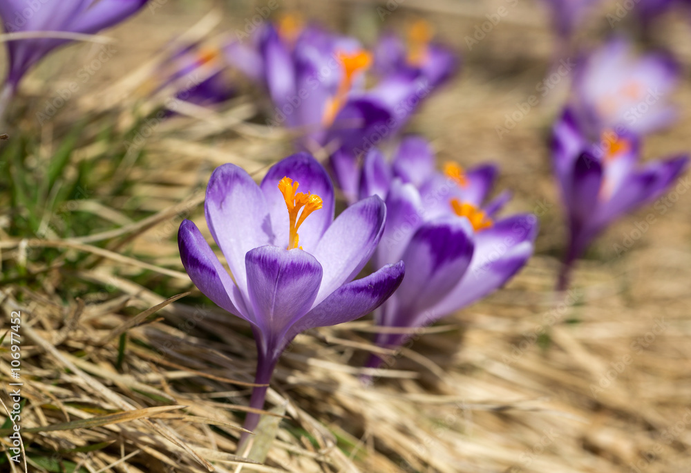Crocuses on the meadow, first springtime flowers Crocuses on the meadow, first springtime flowers