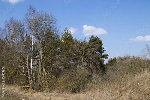 Trees on bog in forest at early spring time