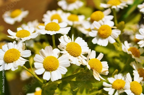 Fototapeta Naklejka Na Ścianę i Meble -  Close-up image of a Feverfew plant. (Tanacetum parthenium).