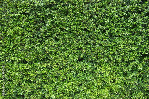 Green plant wall background