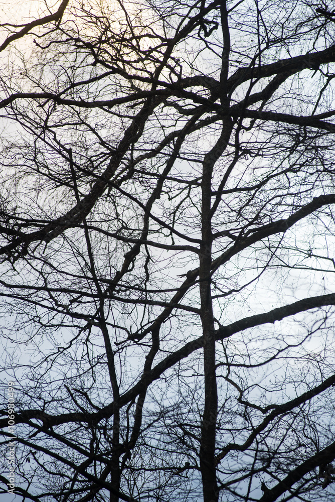 tree branches on blue background tree branches on blue background