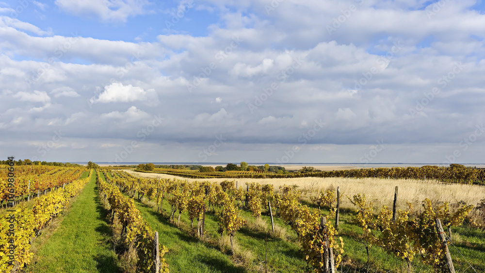 Weingarten im Herbst bei Oggau im Burgenland am Neusiedlersee