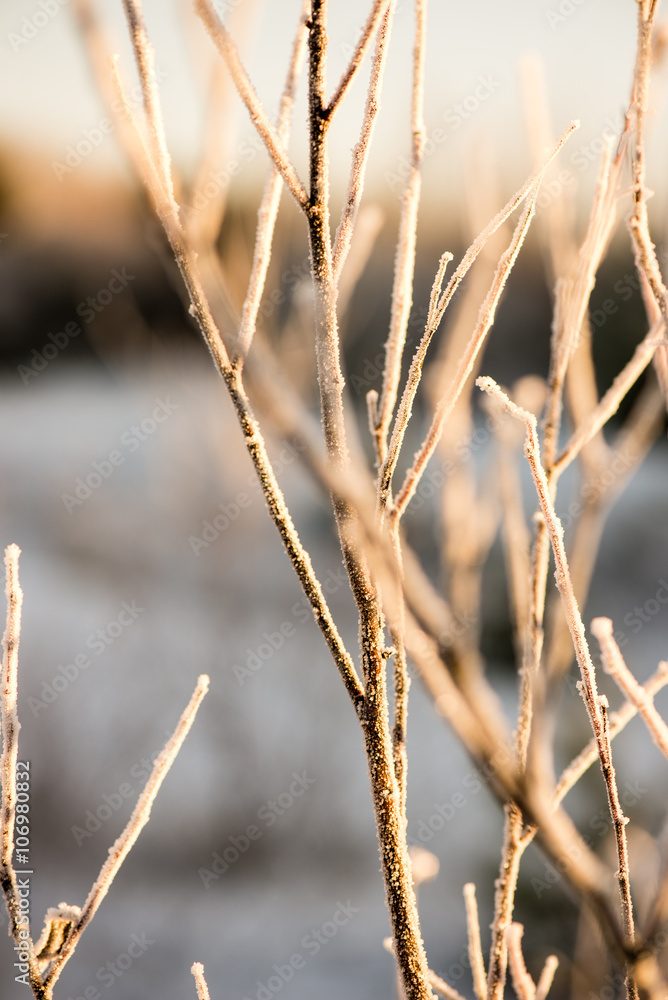 Fototapeta premium dry grass in winter