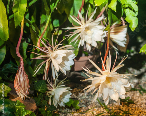 The rare Nightblooming Cereus, genus Epiphyllum. This rare plant only blooms one night each year photo