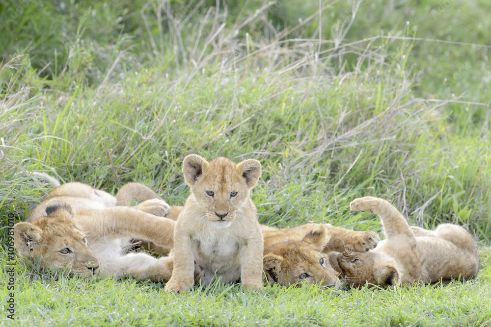 Lion cubs (Panthera leo) playing on the savanna, Serengeti national park, Tanzania. Lion cubs (Panthera leo) playing on the savanna, Serengeti national park, Tanzania.