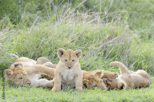 Lion cubs  Panthera leo  playing on the savanna  Serengeti national park  Tanzania.