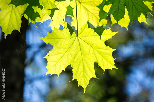 green leaves on blue sky