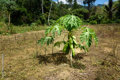 Papaya tree on the garden photo