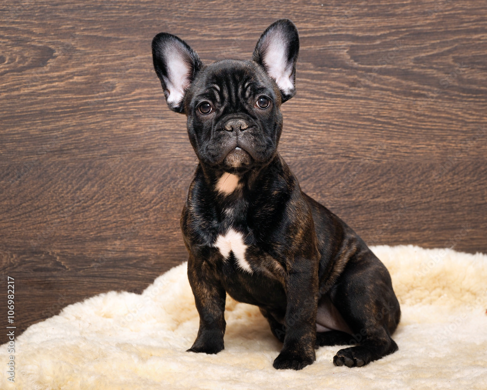 The dog sits at the wooden wall. French bulldog puppy. Color black, brindle 