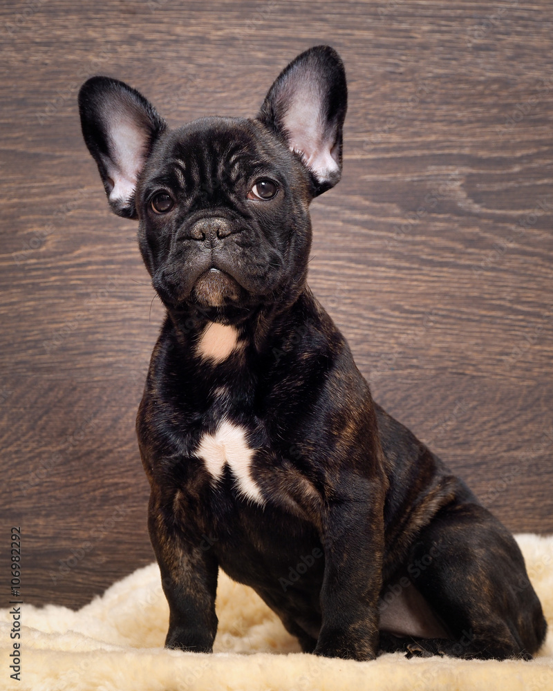 The dog sits at the wooden wall. French bulldog puppy. Color black, brindle 
