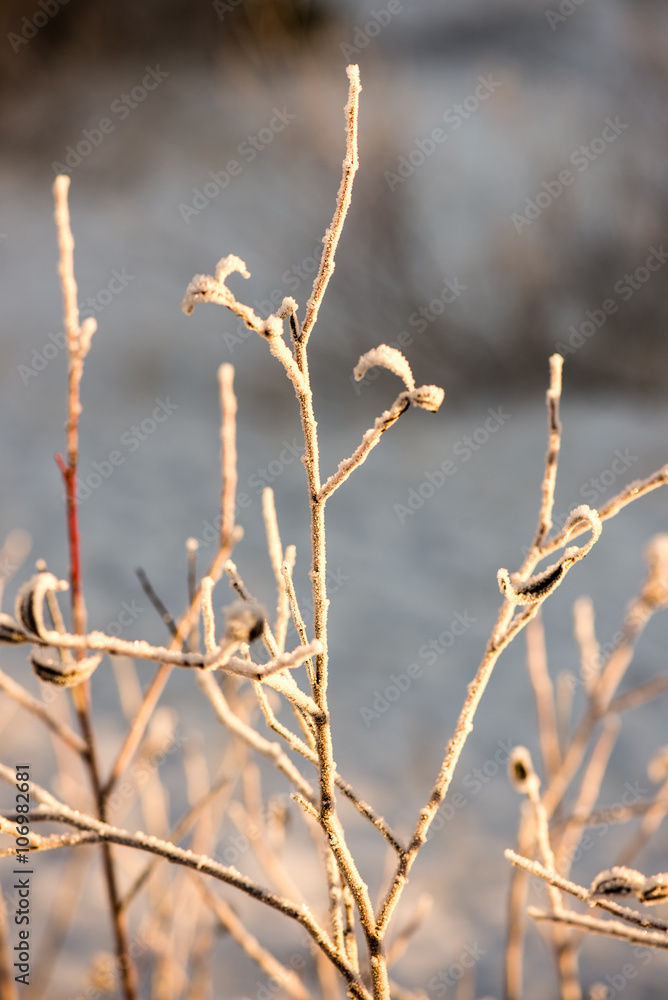 dry grass in winter