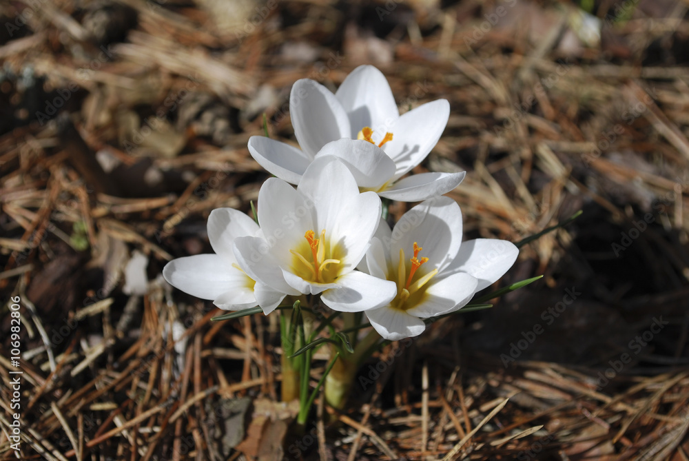 White crocus in the forest. Springtime. White crocus in the forest. Springtime.