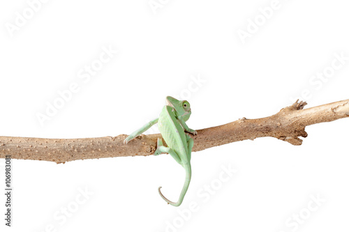 Green Juvenile Veil Chameleon lizard isolated on white back ground with copyspace