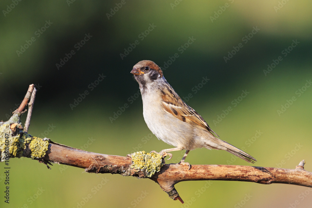 Eurasian tree sparrow sitting on a branch summer Eurasian tree sparrow sitting on a branch summer