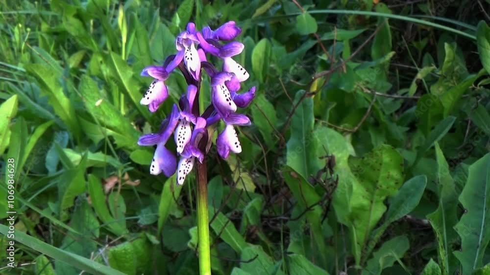 Wild Orchid in Sardinia /
Wild orchid in Sardinia with a beautiful purple color in the spring. Wild Orchid in Sardinia /
Wild orchid in Sardinia with a beautiful purple color in the spring.