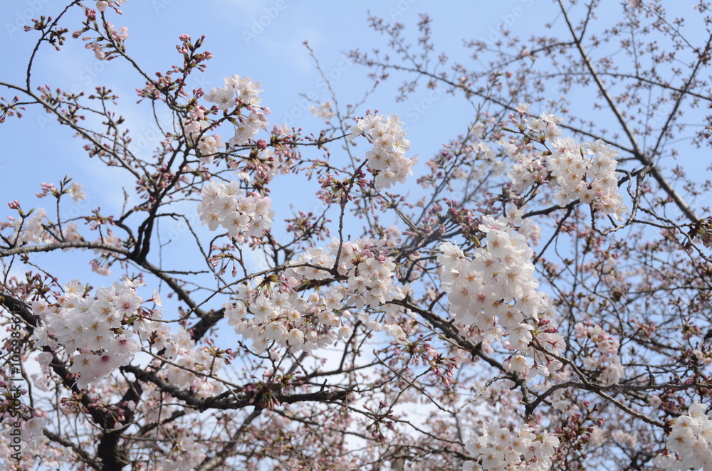 桜 花見 桜 花見
