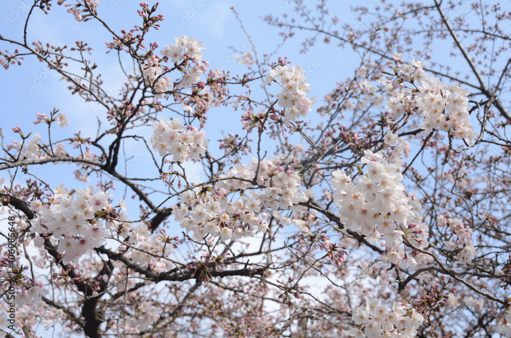 桜　花見