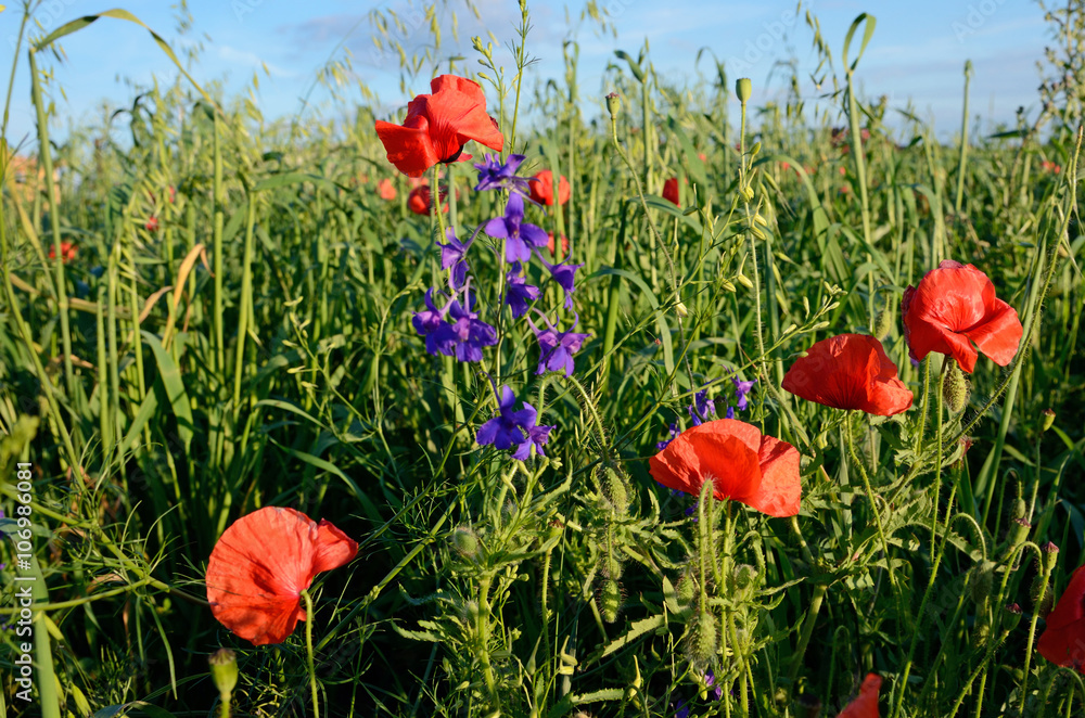 Obraz premium Fantastic landscape with poppies in the field against the sky