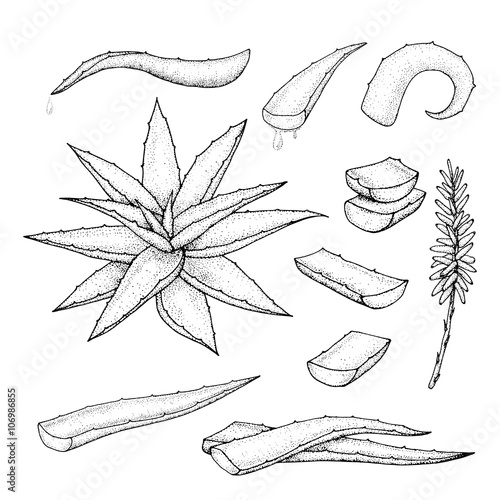 Aloe vera hand drawn set.
