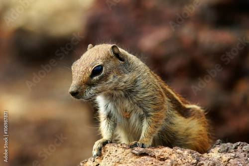 chipmunk photo