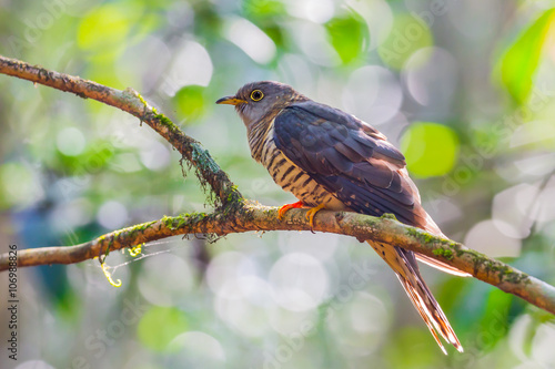 Himalayan Cuckoo(Cuculus saturatus)  photo