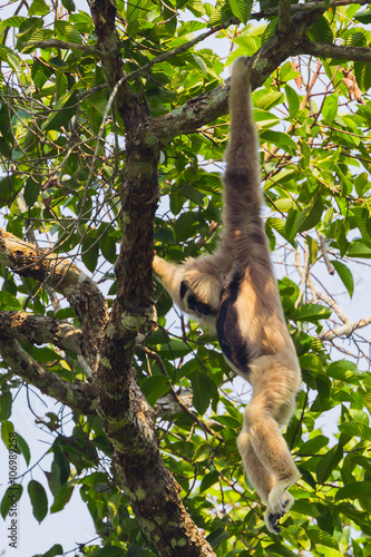 Pileated gibbon( Hylobates pileatus) on the tree 
