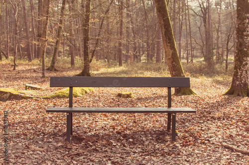 One empty bench on the forest