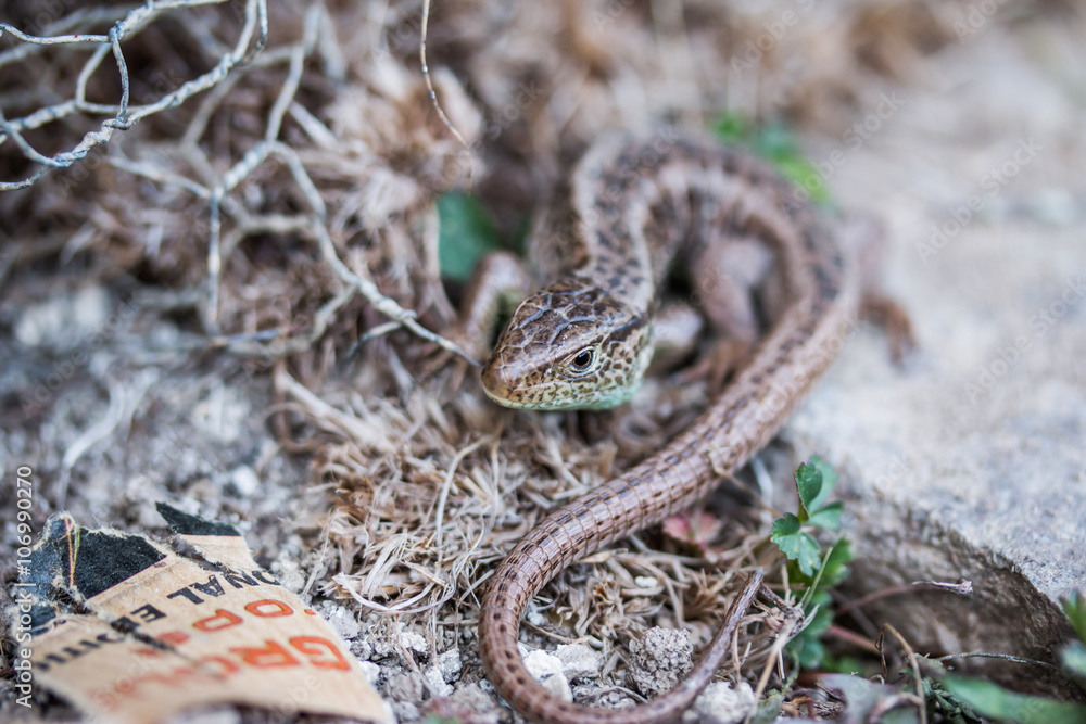 Fototapeta premium Echte Eidechse, (Lacertidae), makro
