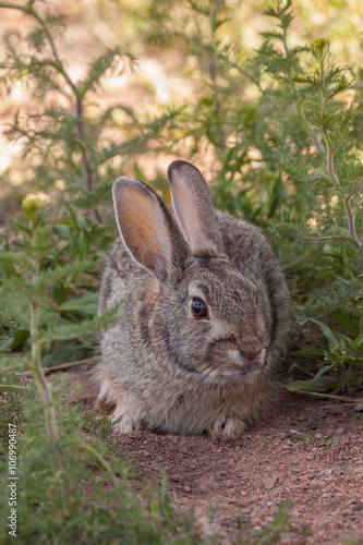 Cute Cottontail Rabbit © equigini