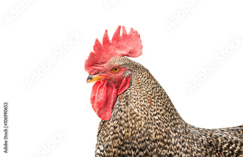 beautiful cock isolated