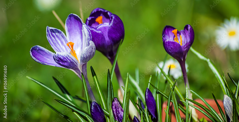 Crocuses, the saffron flower Crocuses, the saffron flower