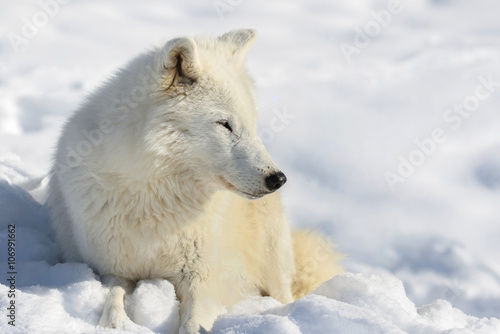 loup arctique au repos