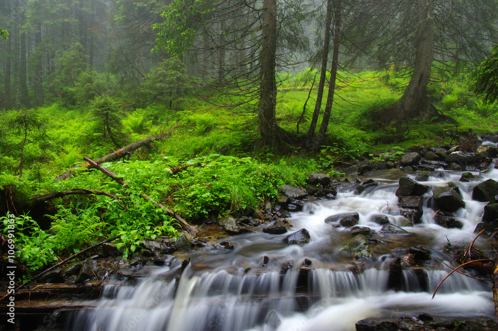 Creek in the woods