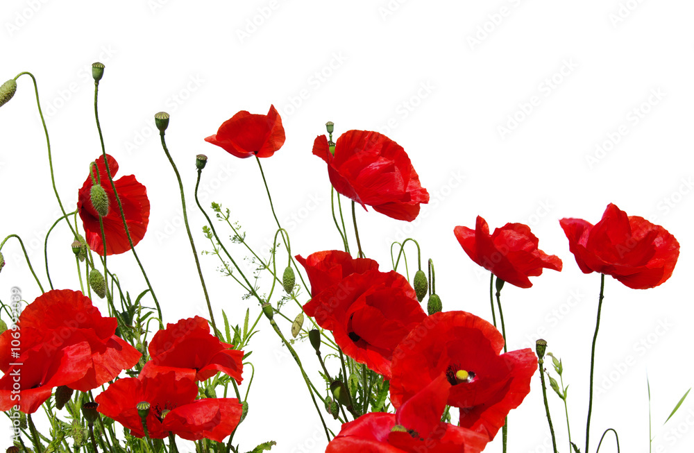 Obraz premium czerwone maki na białym tle