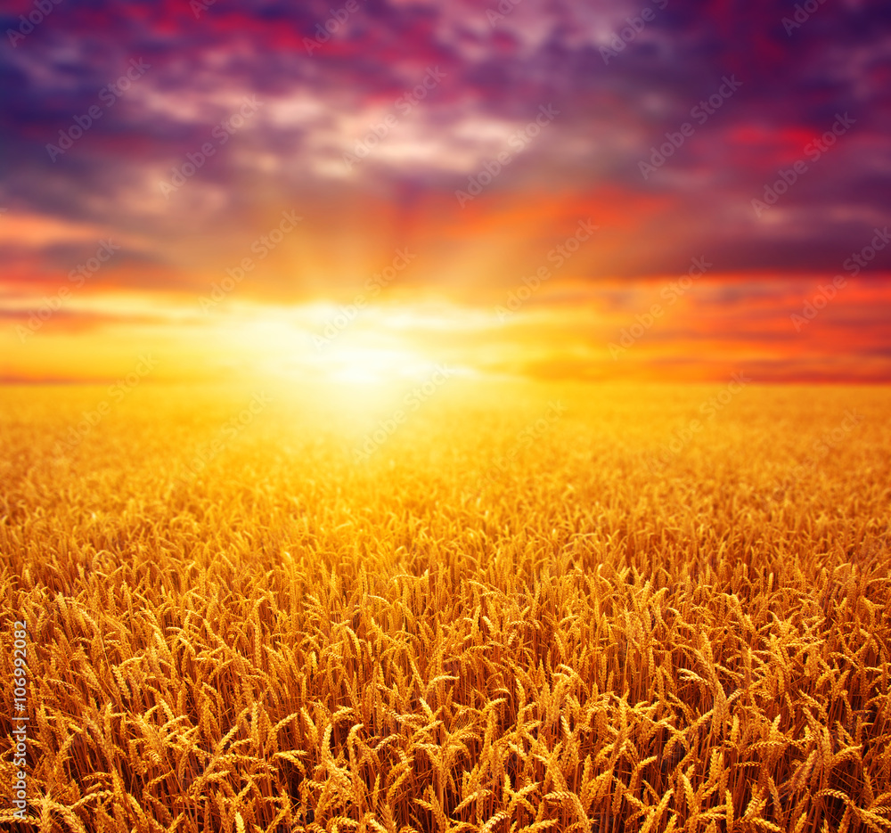 Fototapeta premium Field of wheat