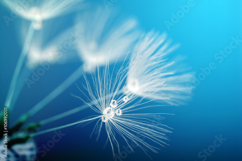   spring dandelion flower