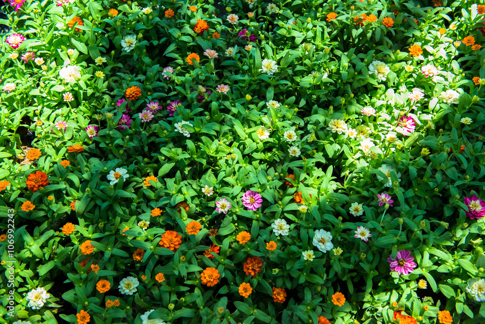 Small herb and flower garden Small herb and flower garden