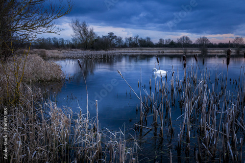 Swan swimming on Arcot Pond  Cramlington  Northumberland  England  UK. At dusk  during blue hour.