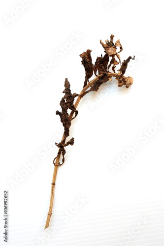 dry branch on a white background © junah666