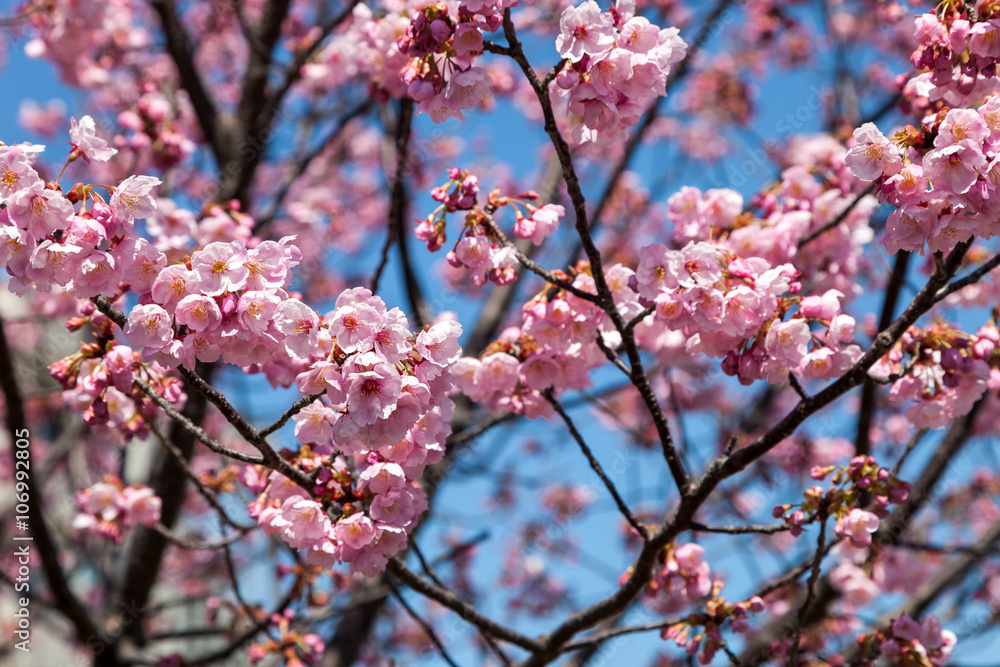 Pink blossom sukura flowers on a spring day in Japan., Pink blossom sukura flowers on a spring day in Japan.,