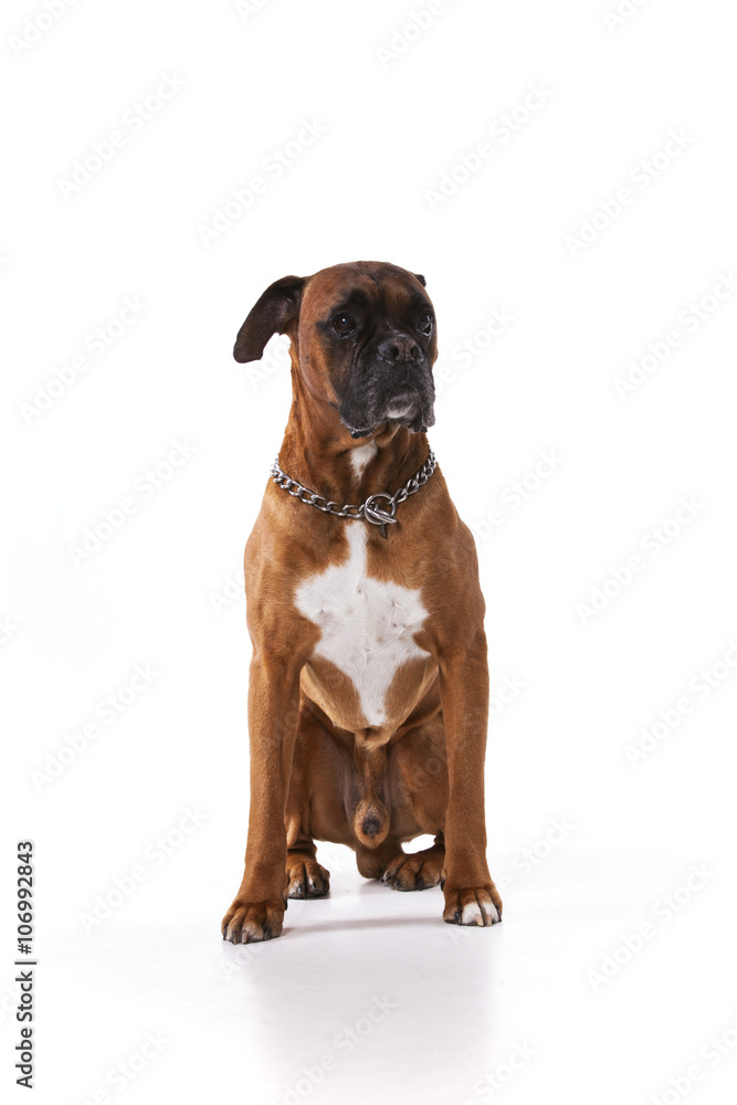 Brown boxer dog